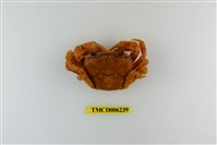 藏品(拉氏清溪蟹)的圖片